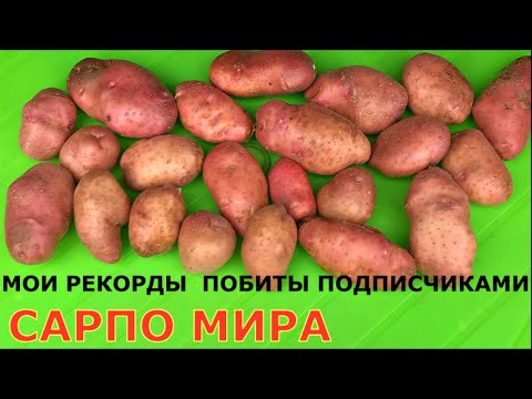 Видео: Картофель САРПО МИРА, у кого какой урожай?