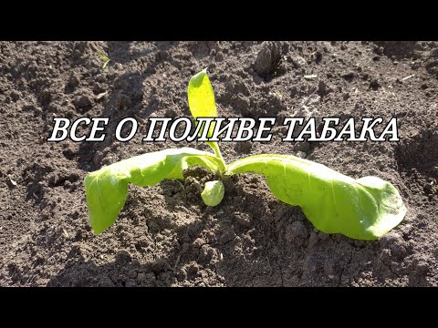 Видео: ВСЕ О ПОЛИВЕ ТАБАКА