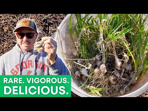 Видео: Это загадочное растение никогда не умирает...