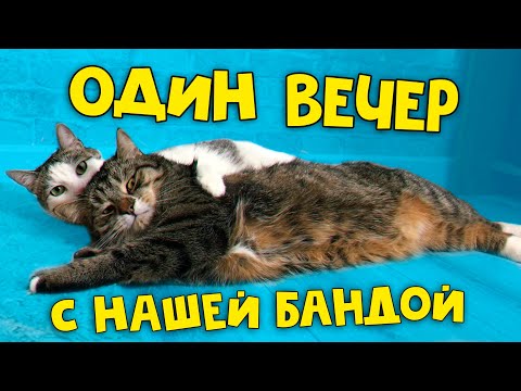 Видео: Один вечер с нашими домашними животными / SANI vlog