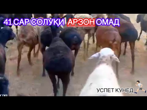 Видео: 41 сар солуқ АКСИЯ шуд. Номер 939299921 ватсап✅979 600 400 телеграм✅