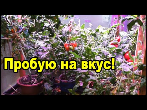 Видео: Нанометры обман! Вкус помидоров под разными лампами.