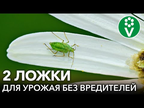 Видео: УНИКАЛЬНЫЙ ХИЩНЫЙ ГРИБ: ВРЕДИТЕЛИ ИСЧЕЗНУТ, А ПЛОДЫ МОЖНО СОБИРАТЬ УЖЕ ЧЕРЕЗ ПОЛЧАСА! Боверия