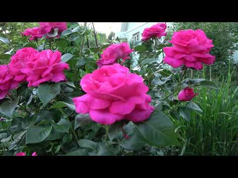 Видео: Цветение роз 2021. Лидирует шикарная штамбовая роза селекции Мейян