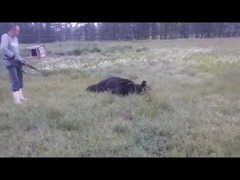 Видео: Один из эпизодов нашествия медведей в Якутии. #якутия #якутск #охота #hunting #рыбалка 