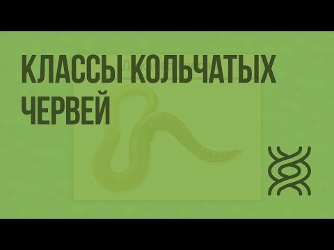 Видео: Классы кольчатых червей. Видеоурок по биологии 7 класс