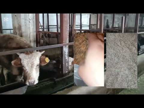 Видео: Откорм бычков. молодняк. дробленка по 30 тенге ( чечевица) Казахстан