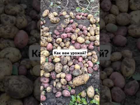 Видео: Сколько картофеля выросло без ухода? #elenamatveeva #урожай #садидача #картофель #советдня #топ