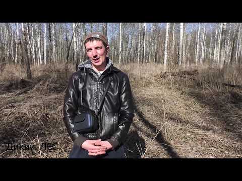 Видео: Самый удачный поиск рог в этом году