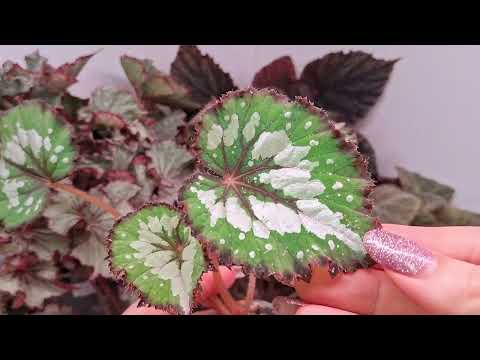 Видео: Детки бегоний от 22.09.24. Осенняя распродажа.