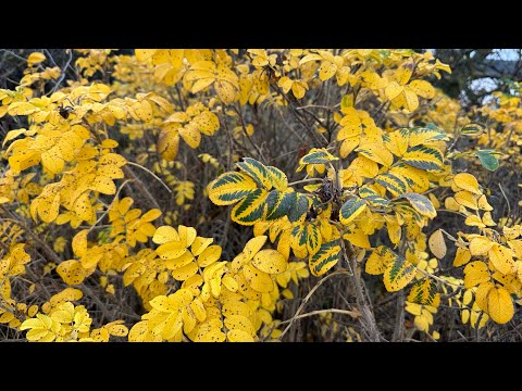 Видео: Прогулка с Ксенией в прямом эфире!