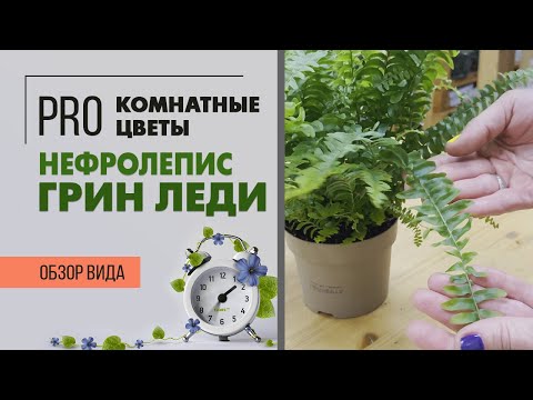 Видео: Нефролепис Грин Леди - комнатный папоротник | Неприхотливое домашнее растение и идеальное для офиса