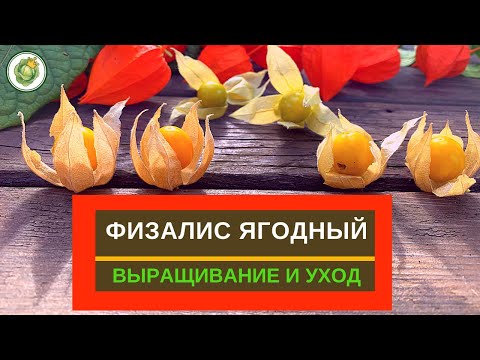 Видео: ФИЗАЛИС ЯГОДНЫЙ - как вырастить, ухаживать, сбор урожая