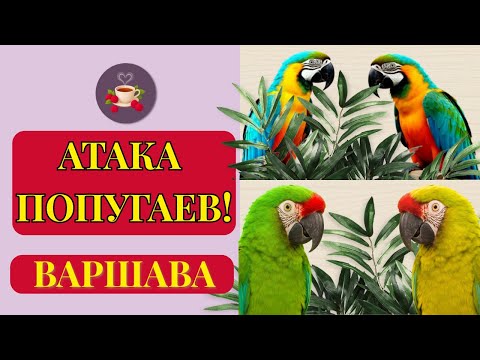 Видео: «Попугарня в Варшаве 🦜 4 попугая на мне и весёлые приключения!»