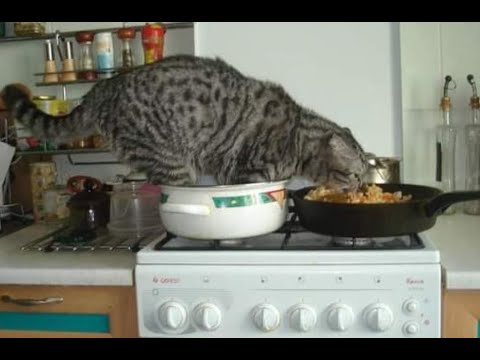 Видео: 😺 Кто на свете всех наглее?! 🐈 Подборка смешных видео котов, котят и собак! 😻