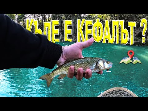 Видео: КЪДЕ СЕ КРИЕ КЕФАЛЪТ ПРИ ВИСОКА ВОДА ??