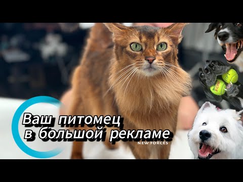 Видео: Звездные питомцы в кино и рекламе | как попадают на съемки