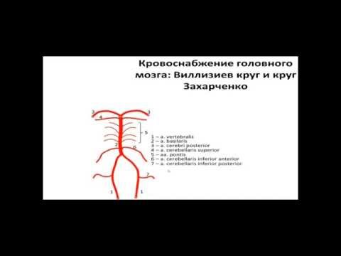 Видео: Кровоснабжение головного мозга.  Виллизиев круг