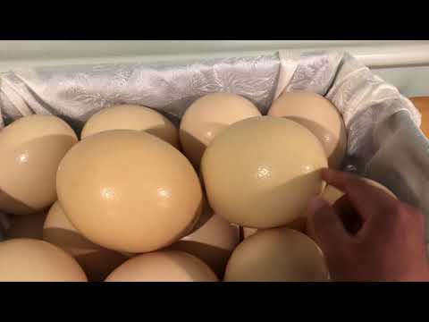 Видео: Туякуш 2021 сезон    #туякуш #страус #түйеқұс #төөкуш #ostrich #шутурмурғ #düýeguş #devekuşu #نعامة