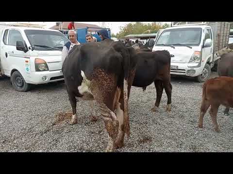 Видео: 5 ноября 2025 Г. МОЛБОЗОРИ МАСКОВСКИ ХАМАДОНИ