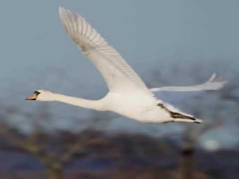 Видео: Юрій Мамчук. "Три поради". І. Шамо, Ю. Рибчинський.
