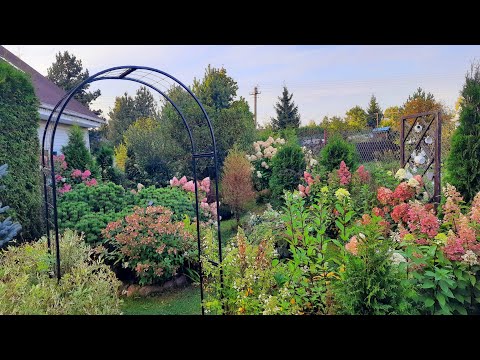 Видео: Разноцветный сад Девятой реальности в сентябре🌿Новости из нашего сада🌿