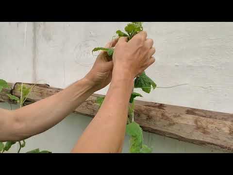 Видео: Работает ли водка против тли