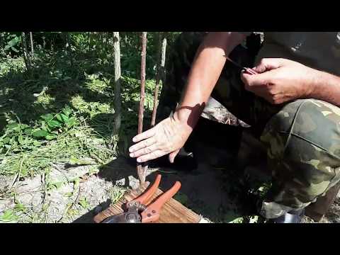 Видео: Окулировка (прививка) плодовых деревьев методом "щитком в приклад"