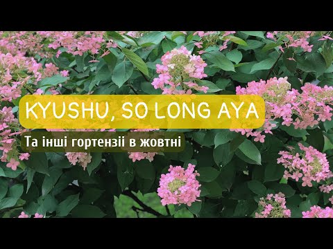 Видео: Квітник з гортензіями в жовтні: Kyushu, So Long Aya