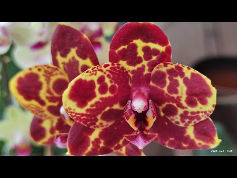 Видео: ЗМЕИНАЯ КОЖА ФАЛЕНОПСИС. PHAL SNAKESKIN (GW ) МОЯ ОРХИДЕЯ НАРЦИСС. Характеристика сорта + цветение!