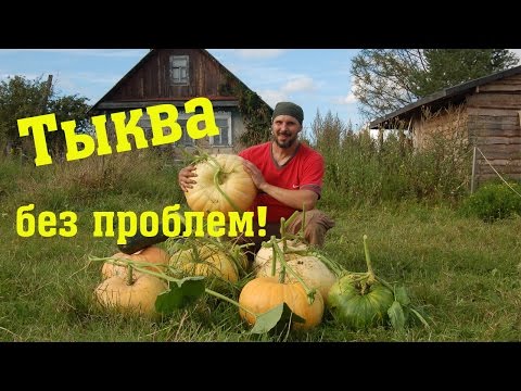 Видео: Тыква без полива и прополки // Из города в деревню