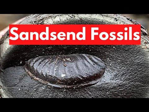 Видео: Поиск ископаемых в Сэндсенде