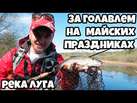 Видео: Голавль в мае, рыбалка на майских праздниках.