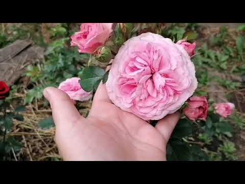 Видео: Для роз ли уральский климат?!Неслабая "десятка"! #розыурал#сортароз