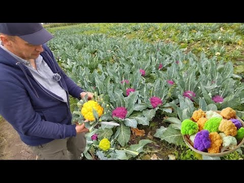 Видео: Різнокольорова капуста яка вас здивує.Вирощування