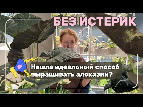 Видео: Выращиваю алоказии без истерик