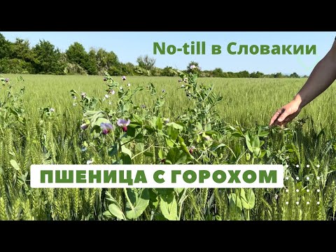 Видео: Симбиоз пшеницы с горохом | No-till в Словакии