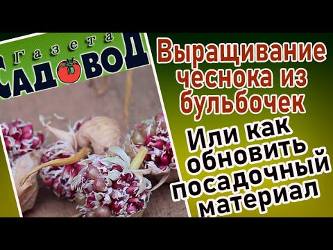 Видео: ВЫРАЩИВАНИЕ ЧЕСНОКА ИЗ БУЛЬБОЧЕК, или как обновить посевной материал