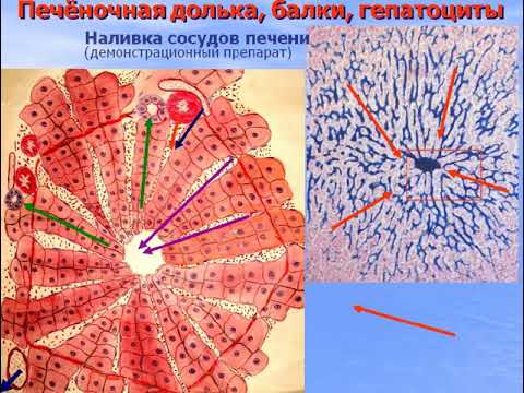 Видео: Пищеварительная система - 4. Видео лекция С.М.Зиматкин (22)