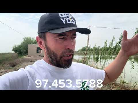Видео: Платный кул балик тутиш ун видеони тулик куринг #Рыбакихорезма
