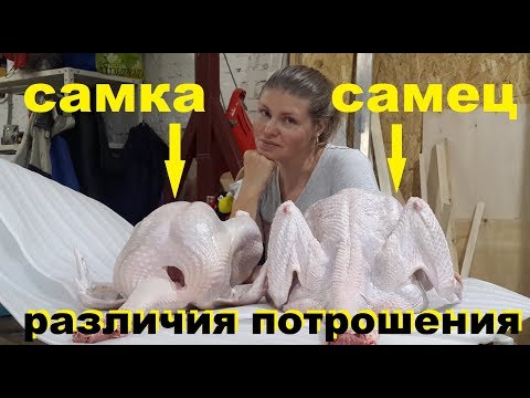 Видео: ПОТРОШЕНИЕ ИНДЕЙКИ ХАЙБРИД КОНВЕРТЕР. Отличия самки и самца!