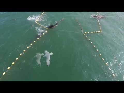 Видео: Северный морской лев Стеллера vs Ставного невода