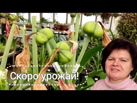 Видео: Семенное размножение гиппеаструма. Что получится?