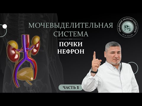 Видео: Мочевыделительная система. Почки. Нефрон. Часть 1 / Urinary system part 1