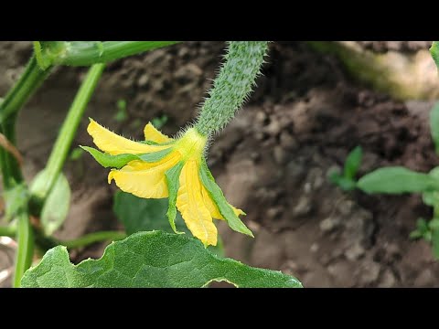 Видео: Огород🍅 Шатер🥒 Сажаю капусту🥦Чесночные стрелки🧄#сад #огород #овощи #лук #чесночныестрелки