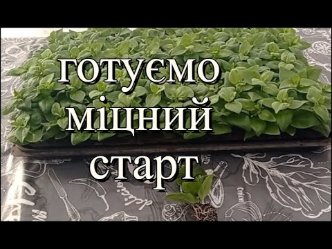 Видео: Секрети успішного вкорінення петуній: Готуємо міцний старт!