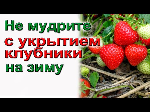 Видео: Не мудрите с укрытием клубники на зиму