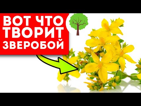 Видео: Теперь соседка на здоровье не жалуется! Мощный отвар зверобоя поможет даже при…