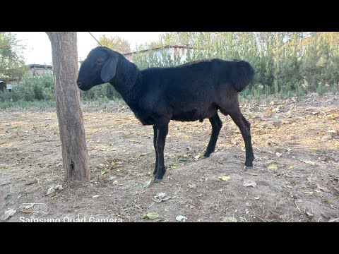Видео: КШКОР ХОМТАЛОШ ШУД 8 ноября 2025 г.