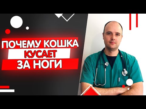 Видео: Почему кошка кусает за ноги?